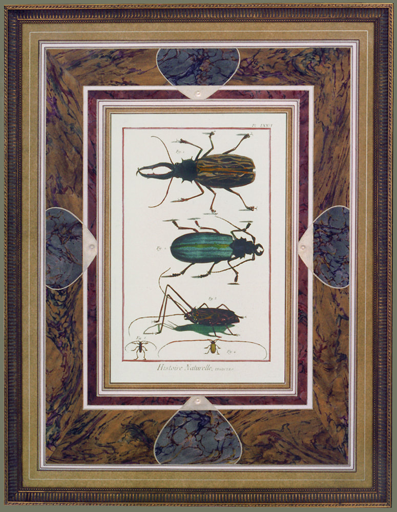 Natural History,Natural History Print,Hand Colored Etching,Hand Watercolored,Beetle Etching,Nature Art,French Mat,French Mats by Gregory Arnett,Marbled Paper,Metallic Ink,Embossing,French Lines,Classical Decor,Classical Design,Custom Picture Framing,modern classic picture framing,modern classic design,modern classic decor,Maximalism, Maximalist Decor, Maximalist Design,Maximalist Interiors,Lux Decor